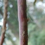 Rhododendron arizelum Bark