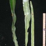 Elaphoglossum herminieri Άλλα