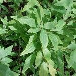 Spiraea cantoniensis Blatt