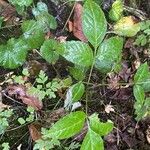 Fraxinus americanaFolha