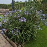 Agapanthus praecoxFleur