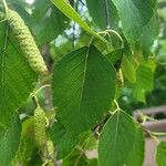 Betula papyrifera पत्ता