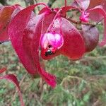 Euonymus carnosus Blatt