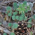 Sedum forsterianum Leaf