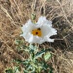 Argemone albiflora Flower