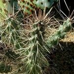 Cylindropuntia fulgida Folha