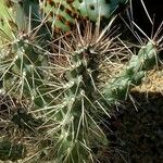 Cylindropuntia fulgida Листок