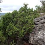 Juniperus phoenicea Hábito