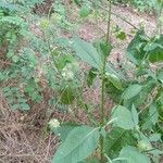 Dipsacus pilosus Агульны выгляд