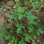 Cleome rutidosperma Blatt