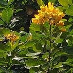 Senna bicapsularis Λουλούδι