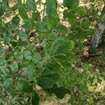 Salix aurita Συνήθη χαρακτηριστικά