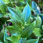 Sarcococca hookeriana Leaf