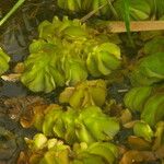 Salvinia molesta Kwiat