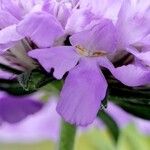 Scabiosa lucida Fleur