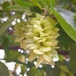 Ostrya carpinifolia Flower