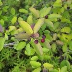 Ilex mucronata Leaf