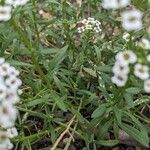 Lobularia maritimaBlatt