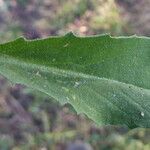 Lepidium draba Deilen