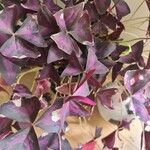 Oxalis triangularis 葉