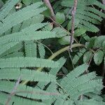 Leucaena pulverulenta Folla