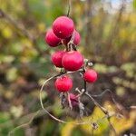 Bryonia cretica Fruit