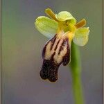 Ophrys lupercalis Mosusu