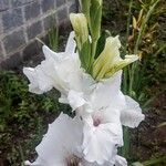 Gladiolus communisBloem