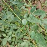 Desmodium tortuosum পাতা