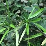 Dracaena angustifolia برگ