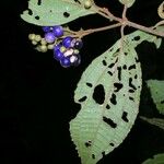Miconia calocoma Leaf