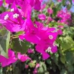 Bougainvillea glabraBlüte