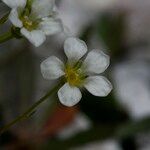 Saxifraga squarrosa Floare