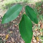 Clitoria fairchildiana Leaf