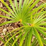 Coccothrinax barbadensis Hoja