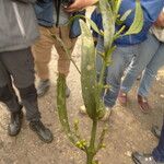 Phoradendron quadrangulare Fruit