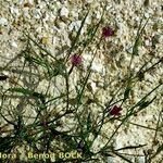 Lathyrus angulatus Habit