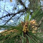 Pinus radiata Kvet