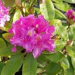 Rhododendron ponticum പുഷ്പം