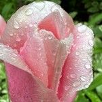 Tulipa grengiolensis Flower