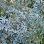 Ruta chalepensis Hoja