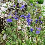 Polemonium caeruleum 形态