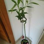 Dracaena braunii Fuelha