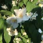 Philadelphus coronariusFlor