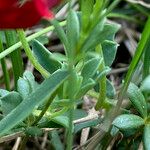 Lotus alpinus Leaf