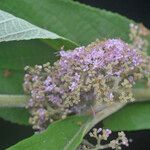 Callicarpa macrophylla 花