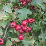 Crataegus laevigataПлод