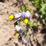 Solanum echegarayi Flower