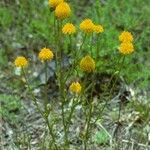 Polygala lutea Hábito