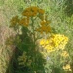 Tanacetum vulgareКветка